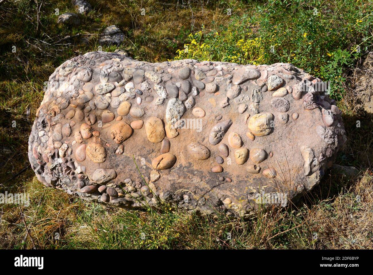 Conglomerate is a clastic sedimentary rock composed of rounded clasts (pudding stone). This sample comes from Valle de Redondo, Palencia, Castilla y Stock Photo