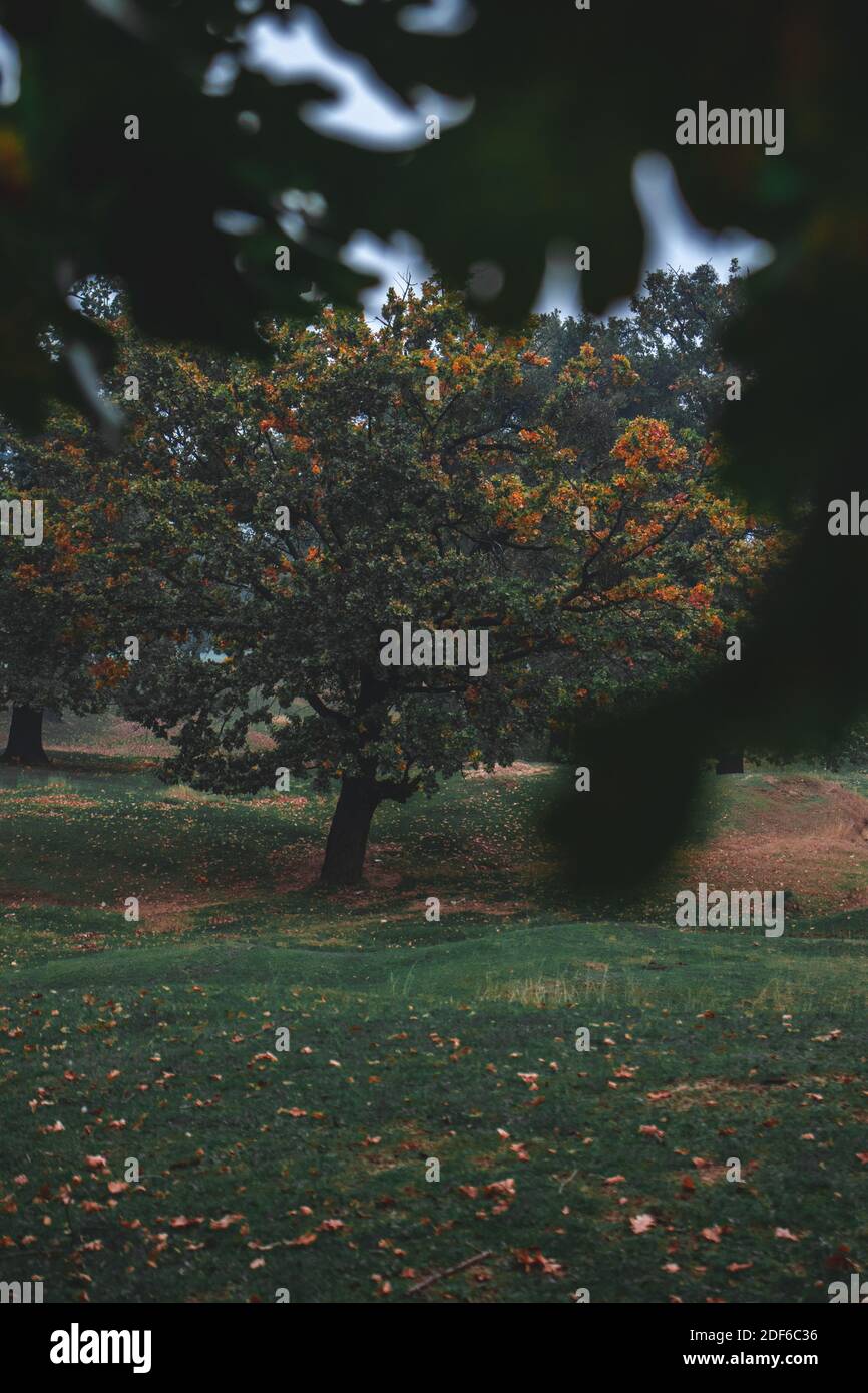Oaks Trees, nature fog and mystery, autumn Stock Photo