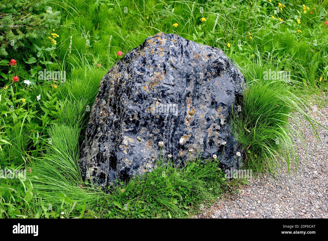 Obsidian is a volcanic glass rock. Yellowstone National Park, Wyoming, USA  Stock Photo - Alamy