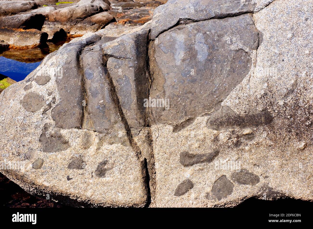 Lamprophyres xenoliths in a granite rock. Xenolith is a rock fragment enveloped in a larger different rock. Calella de Palafrugell, Girona, Stock Photo