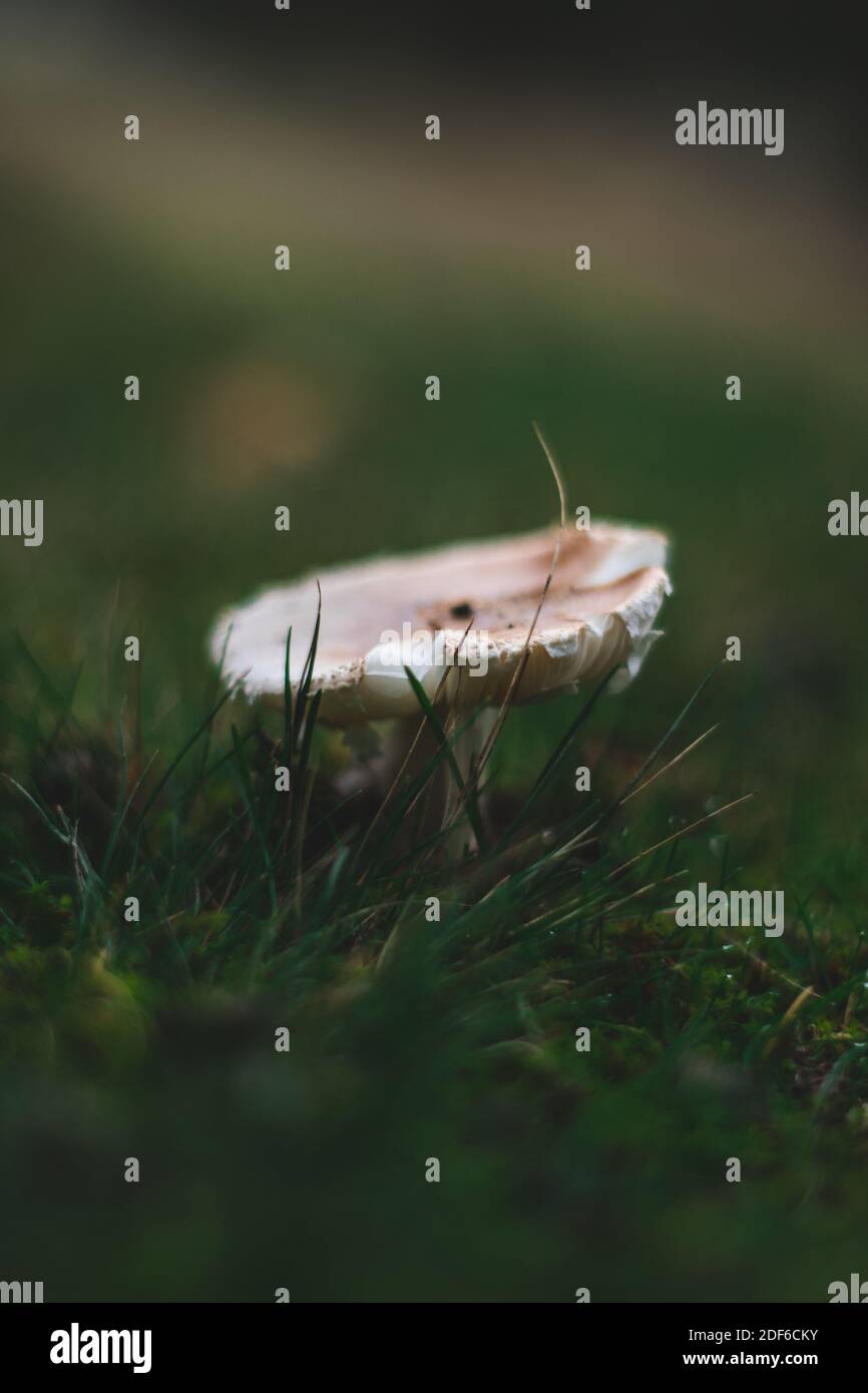 Small White Mushroom in the grass, autumn Stock Photo