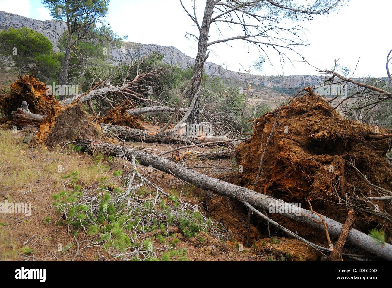Winds Tree Risk Risk, wind effects on pines tree. Aude, Occitanie, France Stock Photo ...