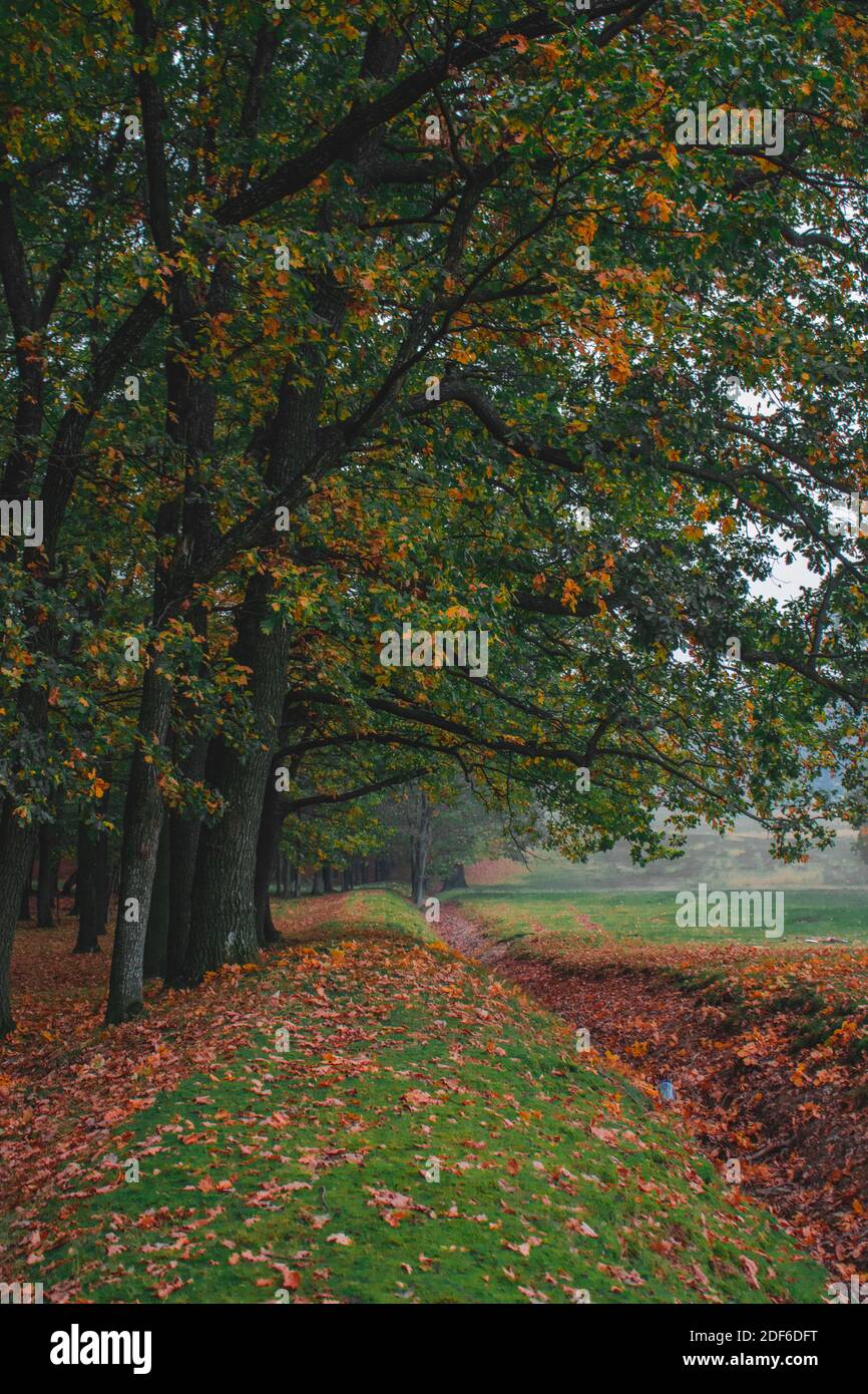 Colorful oak tree forest hi-res stock photography and images - Alamy