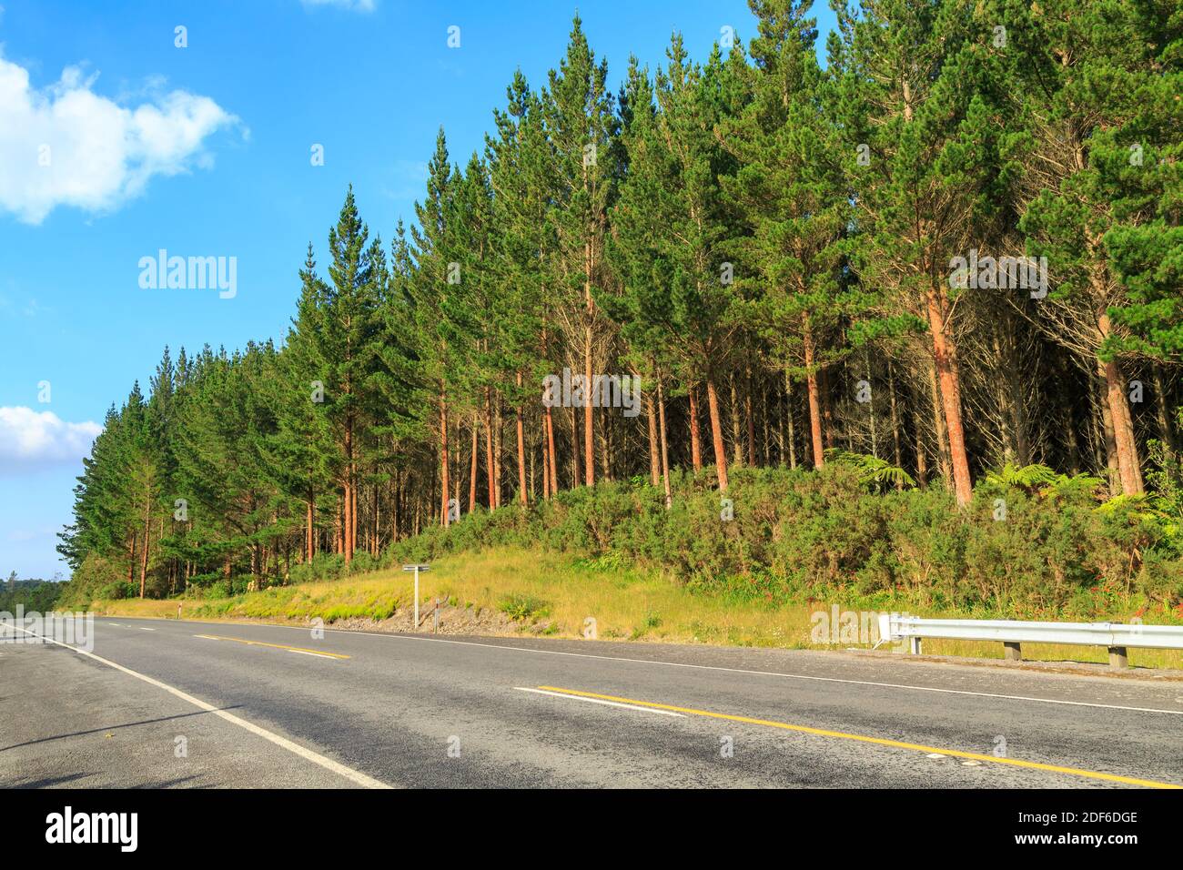 A plantation of pine trees (Pinus radiata) growing beside a road in New Zealand Stock Photo