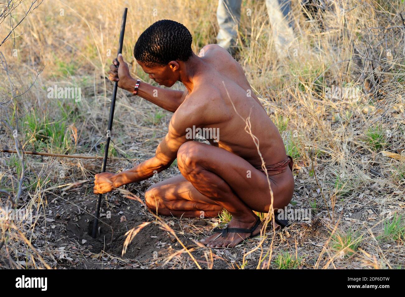 San or bushman man searching desert tubers to feed. Tsumkwe, Otjozondjupa, Namibia. Stock Photo