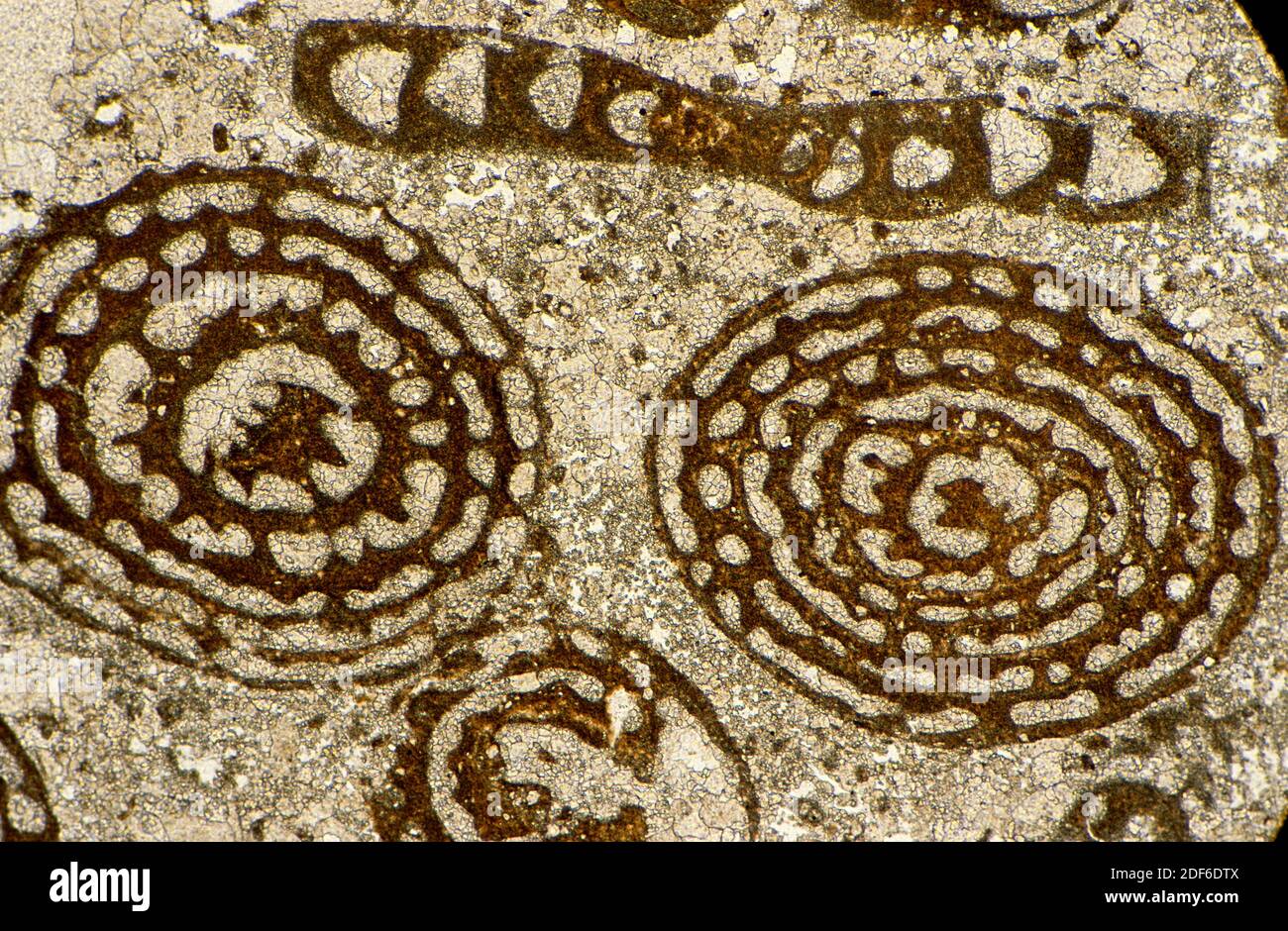 Fossil Nummulites, thin section. Optical microscope. Magnification X20. Stock Photo
