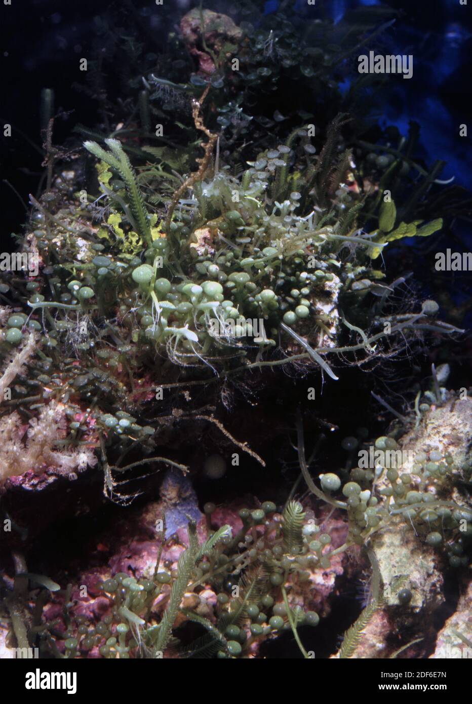 Different green marine macro-algae: Caulerpa racemosa, Caulerpa mexicana, Halimeda opuntia Stock Photo