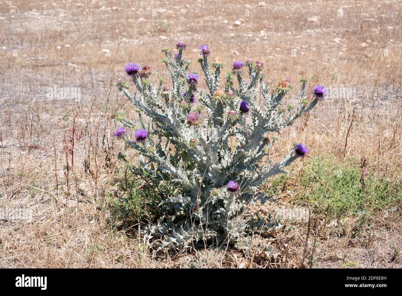 Cottonthistle (Onopordum macracanthum) is a spinose and biennial herb growing until 2 m. Is endemic to Southern Spain ans Magreb. Magnoliophyta. Stock Photo