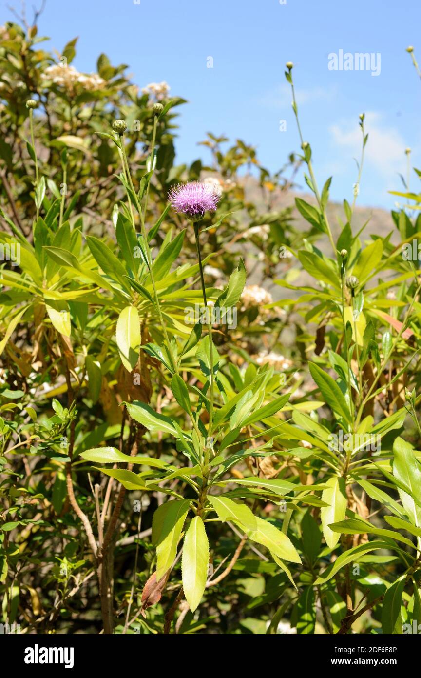El Cabezon (Cheirolophus junonianus) is a endangered species endemic of La Palma Island, Canary Islands, Spain. Stock Photo