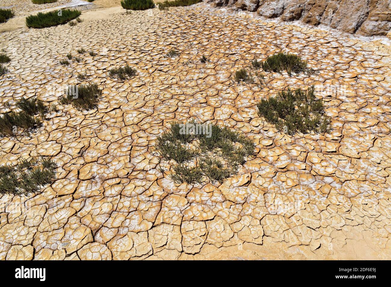 Drying cracks with salt and badlands in Bardenas Reales Biosphere Reserve. Halophilous vegetation (Chenopodiaceae). Navarre, Spain. Stock Photo