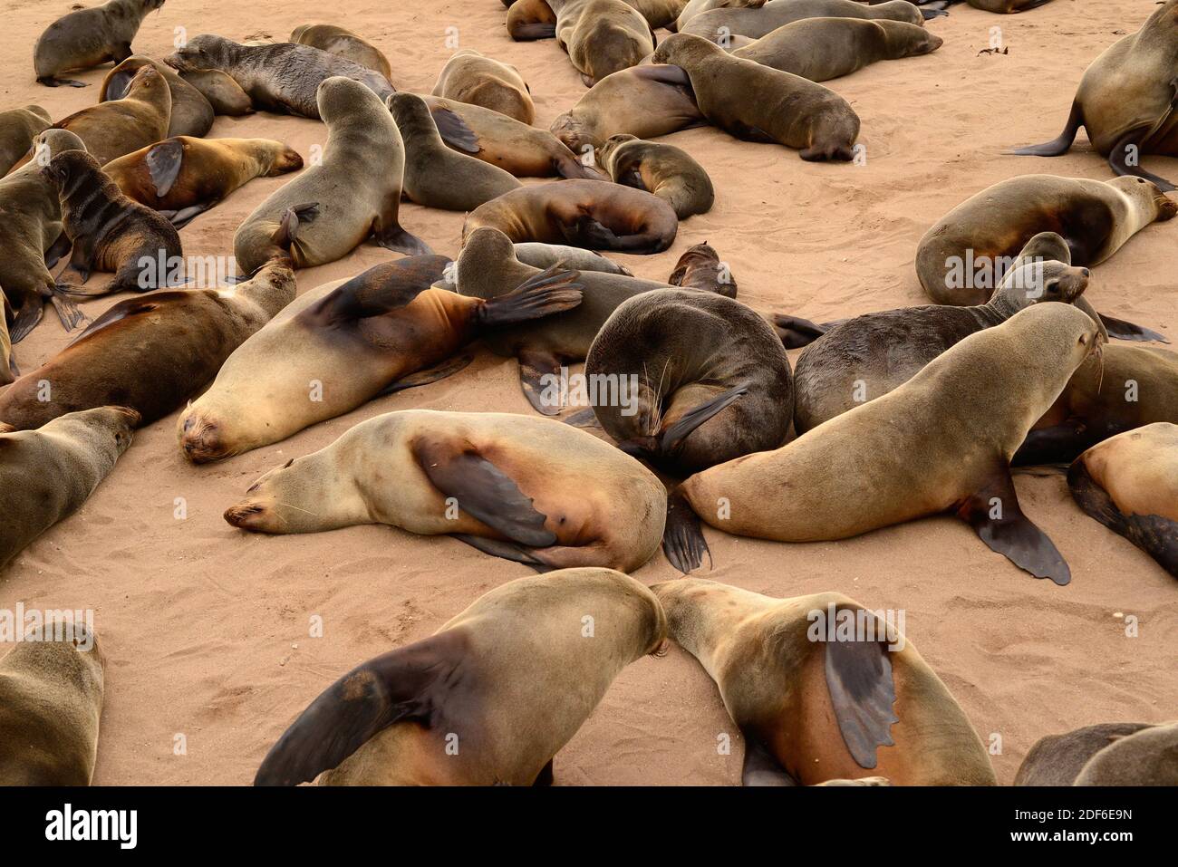 Brown fur seal (Arctocepalus pusillus pusillus). Sea lion colony in Cape Cross, Namibia. Stock Photo