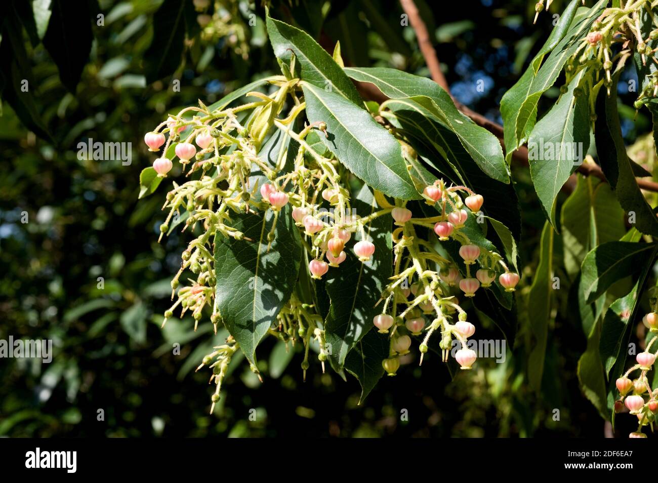 Madrono canario (Arbutus canariensis) is a shrub endemic of Canary islands. Flowers detail. Stock Photo