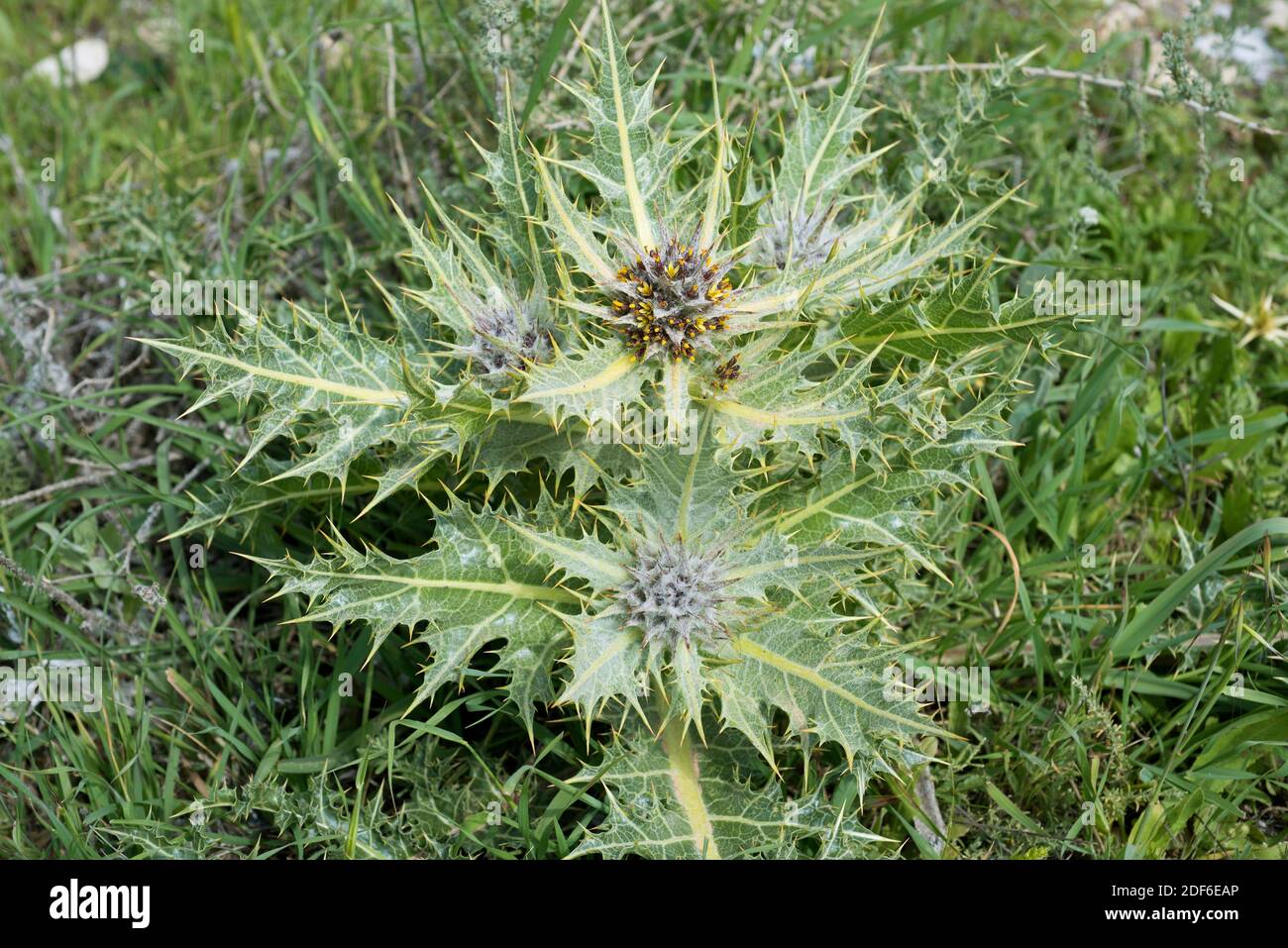 Akub (Gundelia tournefortii) is an edible perennial herb whith spiny leaves. Its pollen were found on the Shroud of Turin. Eudicot. Asteraceae. This Stock Photo