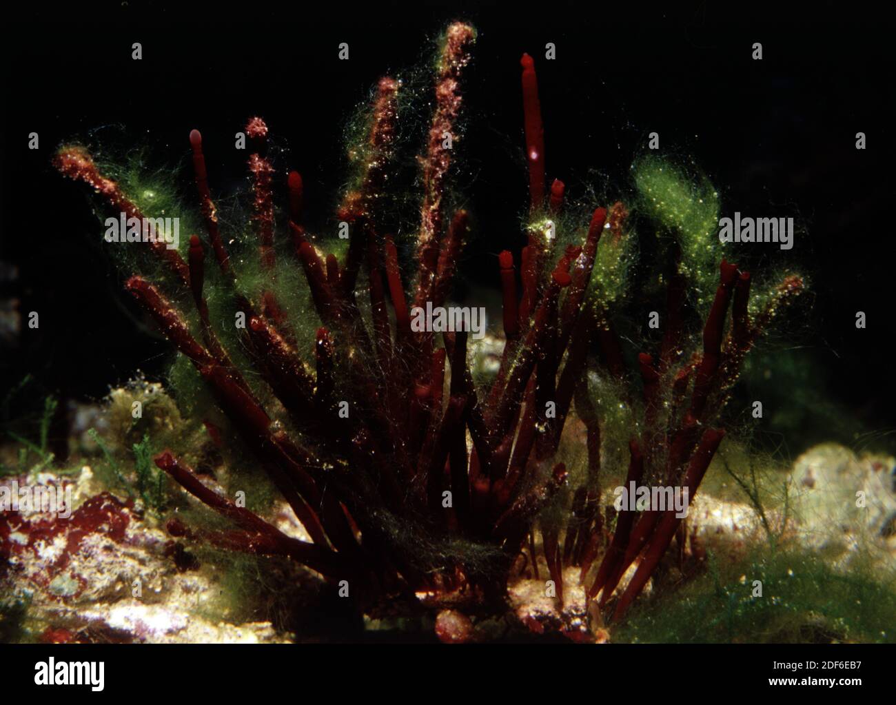 Green invasiva algae on marine red alga Amphiroa sp. Stock Photo
