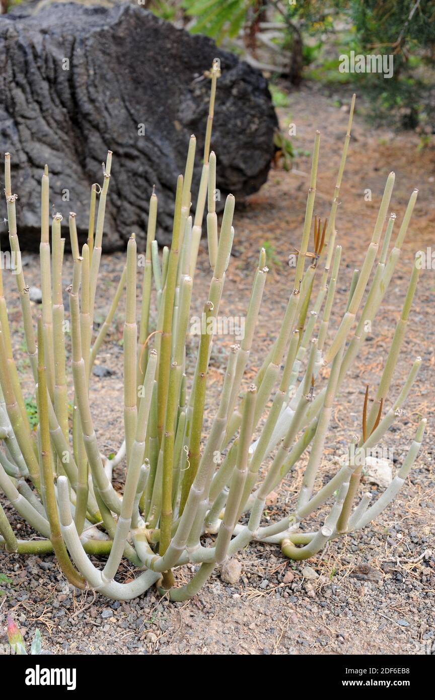Cardoncillo or mataperros (Ceropegia dichotoma or C. hians) is a poisonous shrub endemic of Canary Islands. Stock Photo