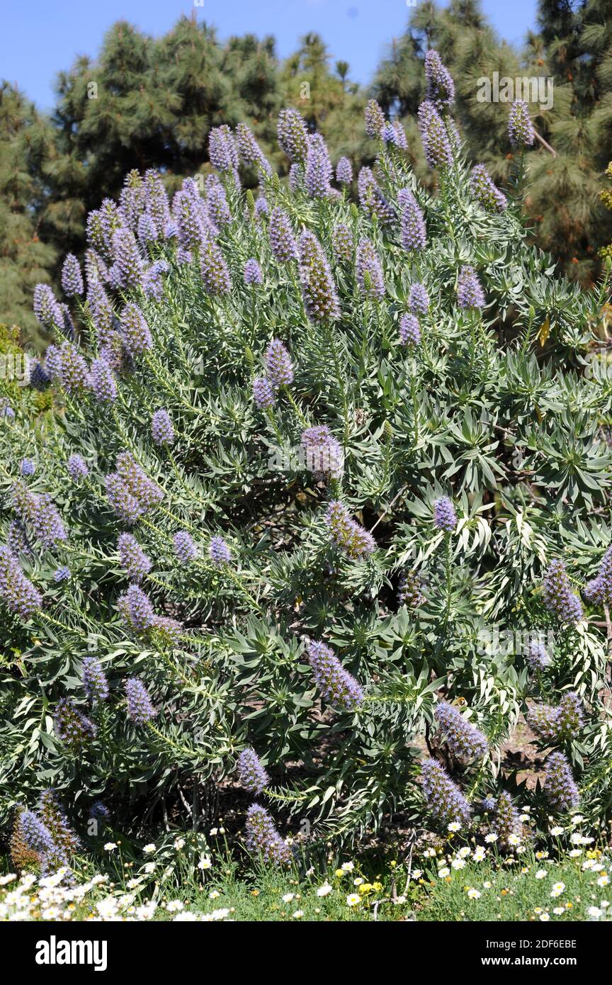 Massaroco (Echium nervosum) is a shrub endemic of Madeira Island, Portugal. Stock Photo