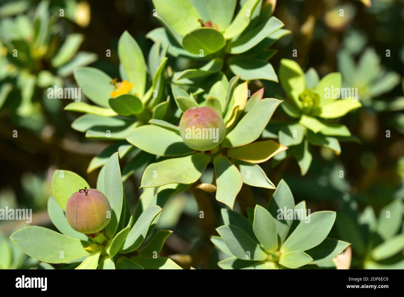 Spurge euphorbia balsamifera fruit canary hi-res stock photography and ...