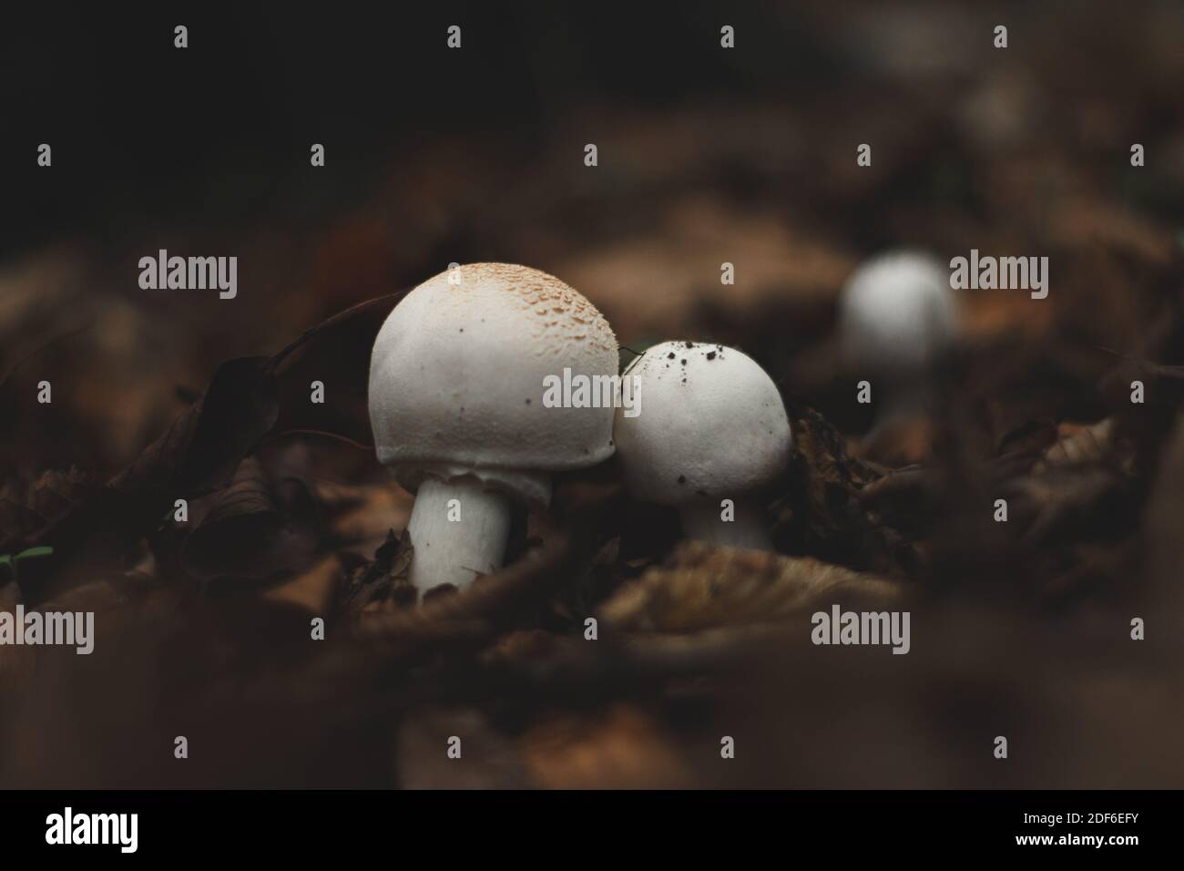 White Mushrooms, small and tiny in autumn leaves, season Stock Photo