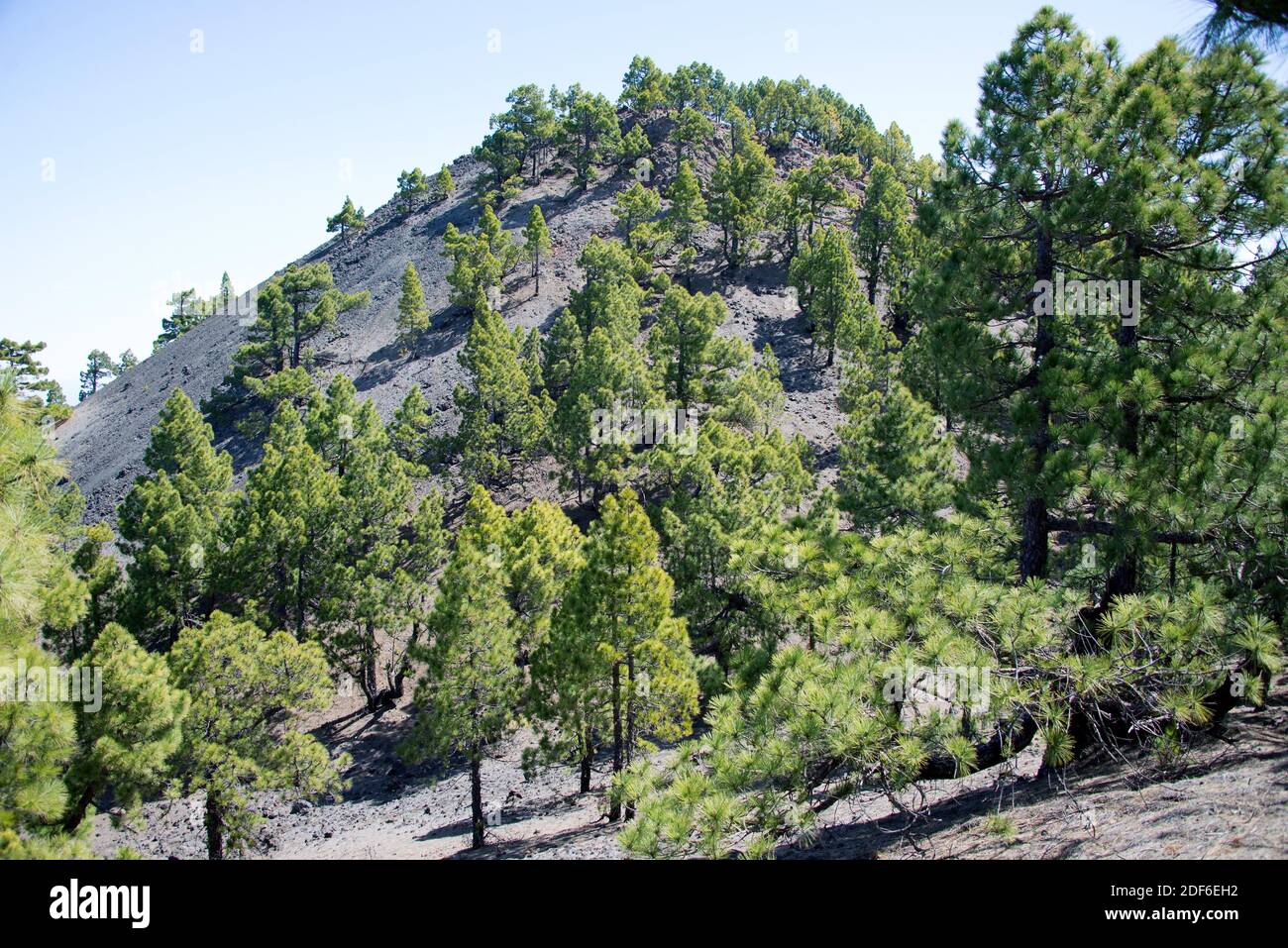 Pino Canario Canary Island Pine Pinus Canariensis High Resolution Stock ...
