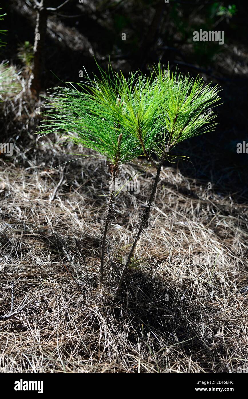 Pino Canario Canary Island Pine Pinus Canariensis High Resolution Stock ...