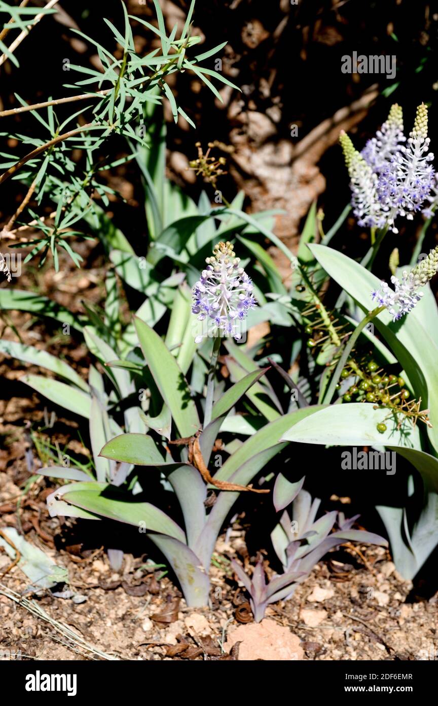Cebolla almorrana mayor (Scilla latifolia) is a perennial plant endemic of Canary Islands. Stock Photo