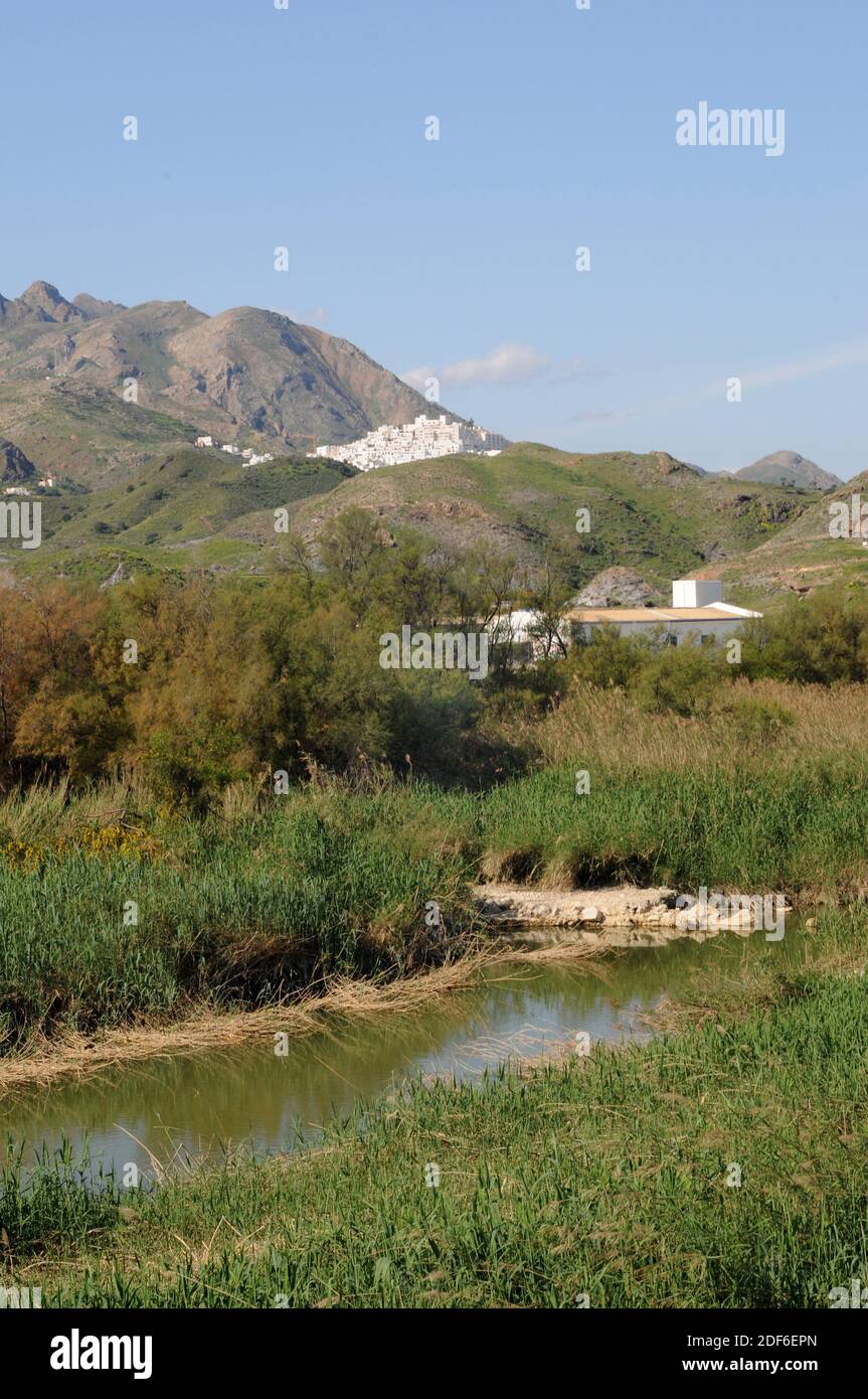 Aguas River mouth surrounded of reed (Phragmites australis) and tamarisk (Tamarix). Mojacar, Almeria province, Andalucia, Spain. Stock Photo