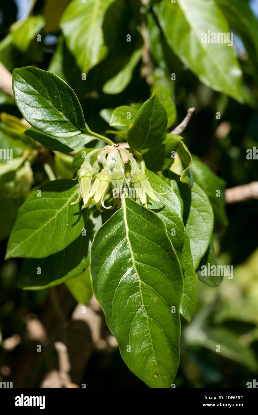 Orobal del pais (Withania aristata) is a medicinal shrub endemic of Canary Islands (except Fuerteventura and Lanzarote). Flowers and leaves detail. Stock Photo
