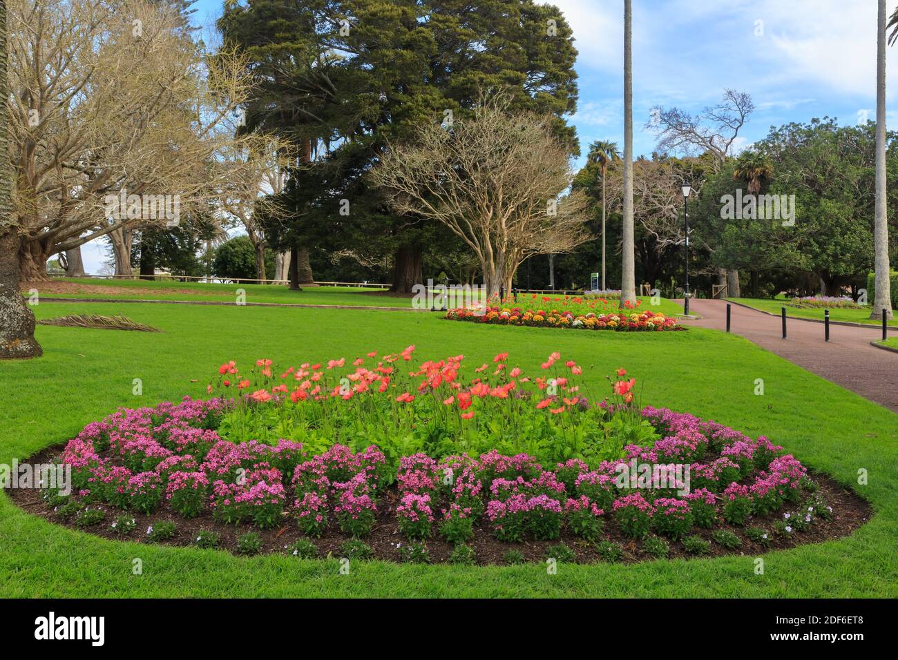 Flowerbeds in Auckland Domain Park, Auckland, New Zealand, in spring Stock Photo