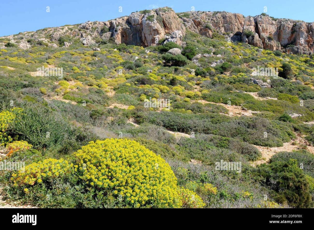 Cabrera Archipelago National Park, maquis shrubland. Majorca, Balearic Islands, Spain. Stock Photo