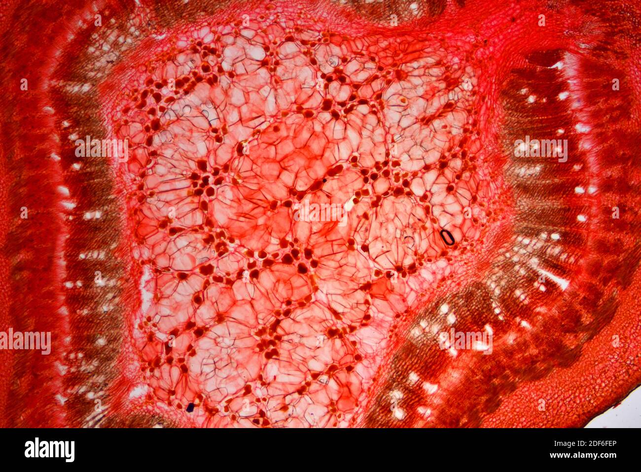 Collenchyma (ground tissue). Optical microscope X40. Stock Photo