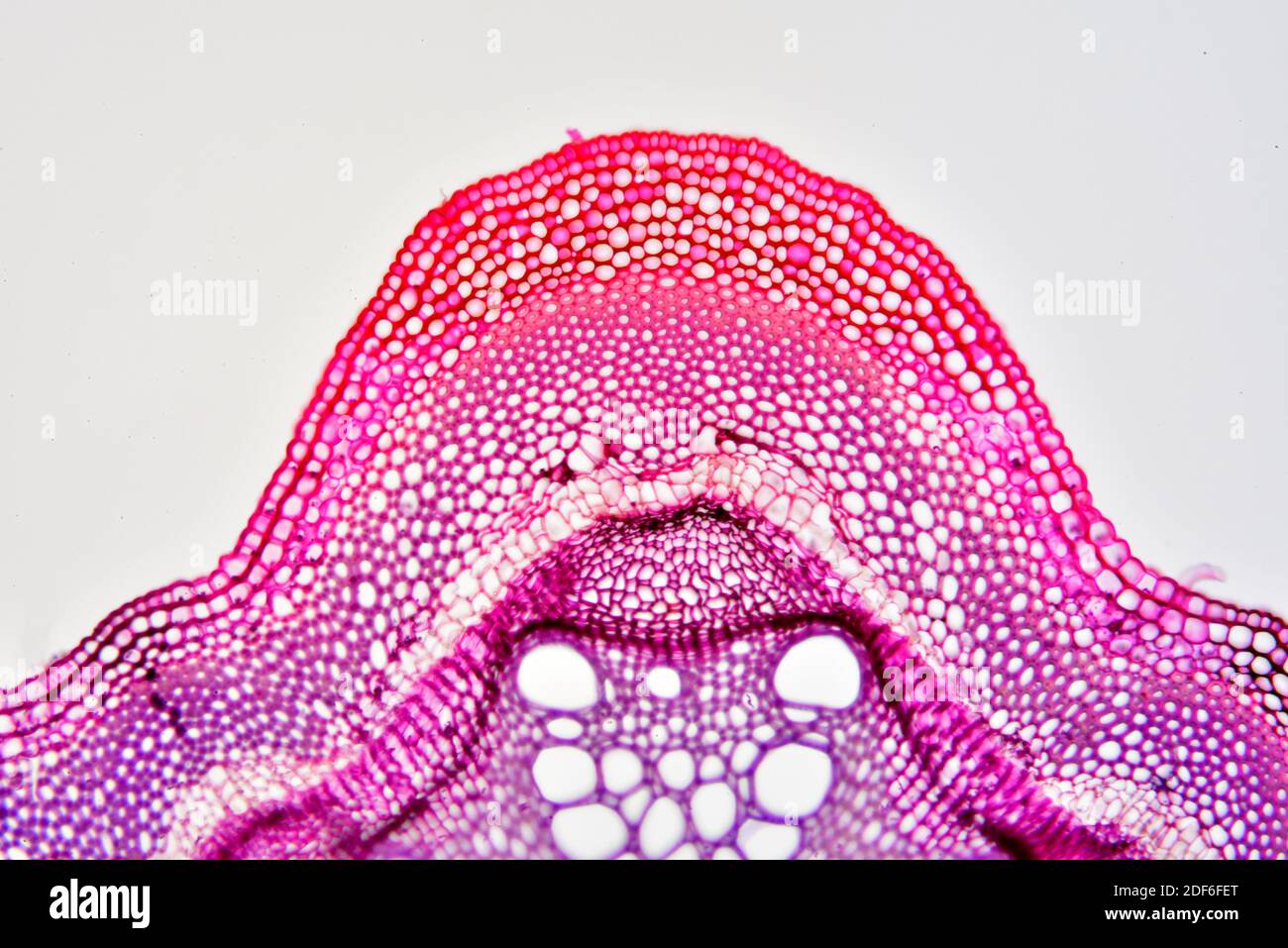 Sclerenchyma in clematis stem. Optical microscope X100. Stock Photo