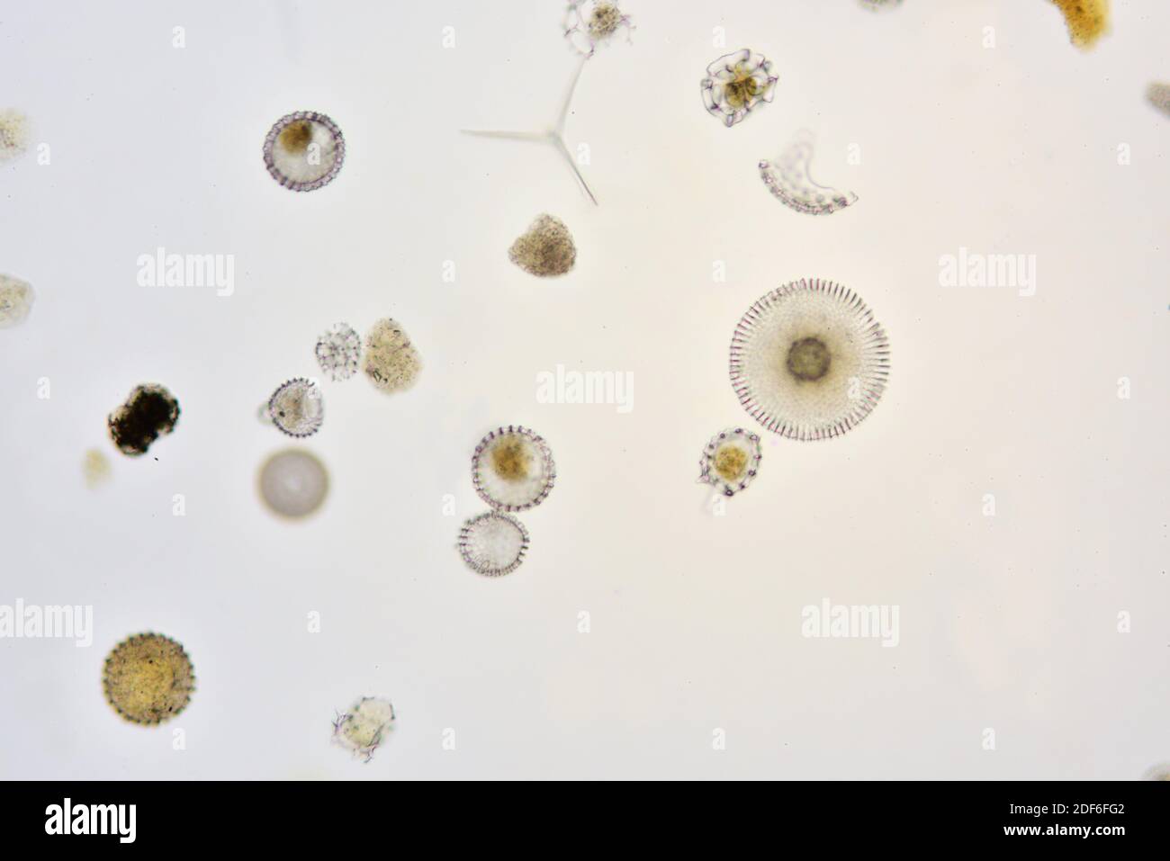 Silica skeletons of Radiolaria or Radiozoa. Optical microscope X100. Stock Photo