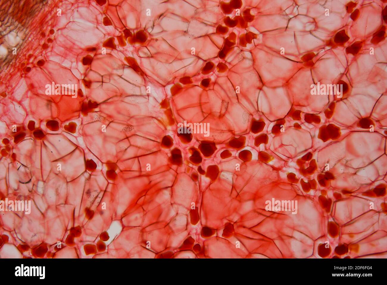 Collenchyma (ground tissue). Optical microscope X100. Stock Photo