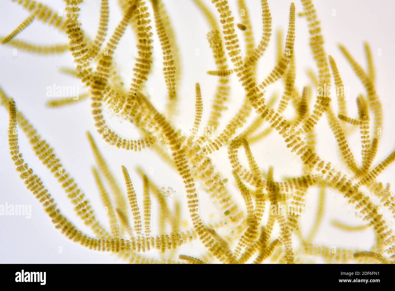 Cyanobacteria microscope hi-res stock photography and images - Alamy