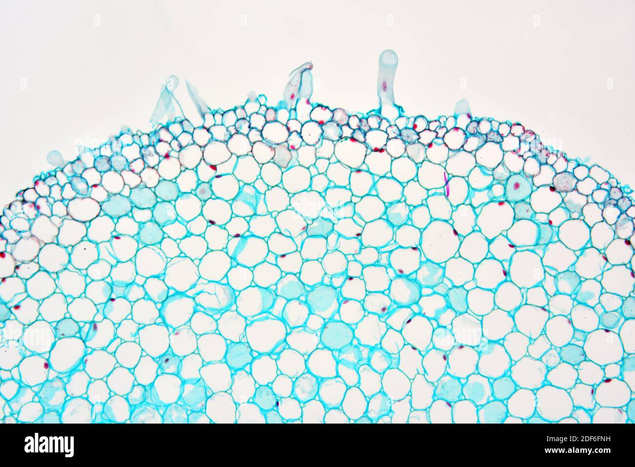 Root Hair Microscope Hi Res Stock Photography And Images Alamy