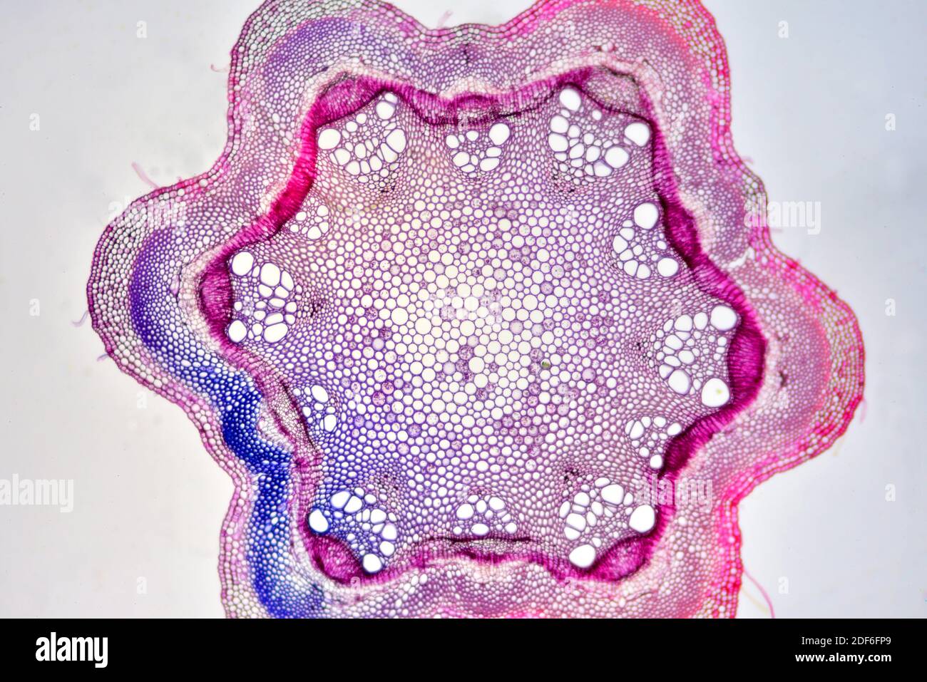 Eudicot stem (Clematis sp. ) showing epidermis, collenchyma, cortex, parenchyma, pith, phloem and xylem. Optical microscope X40. Stock Photo