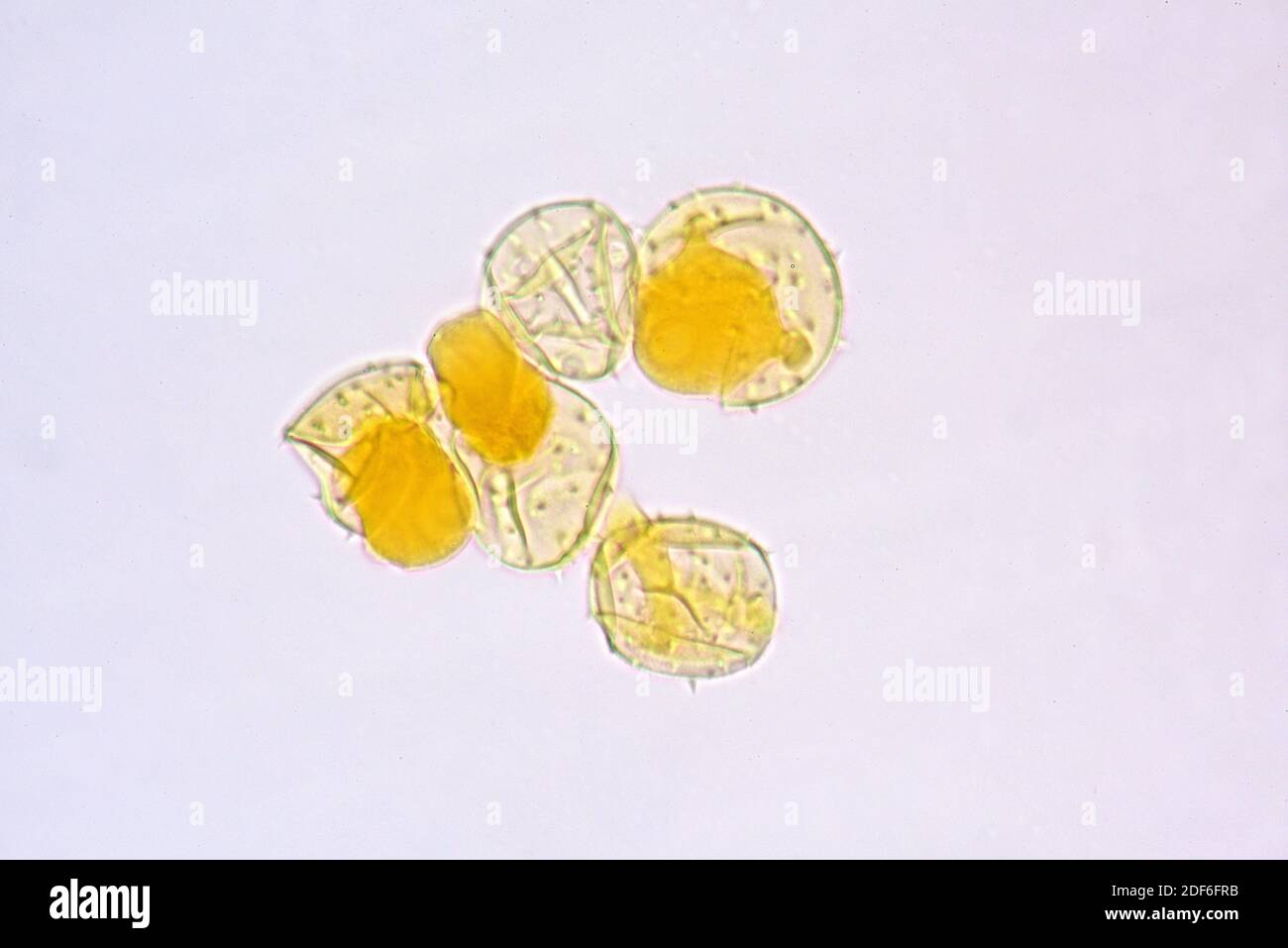 Campanula sp. pollen. Optical microscope X400 Stock Photo Alamy