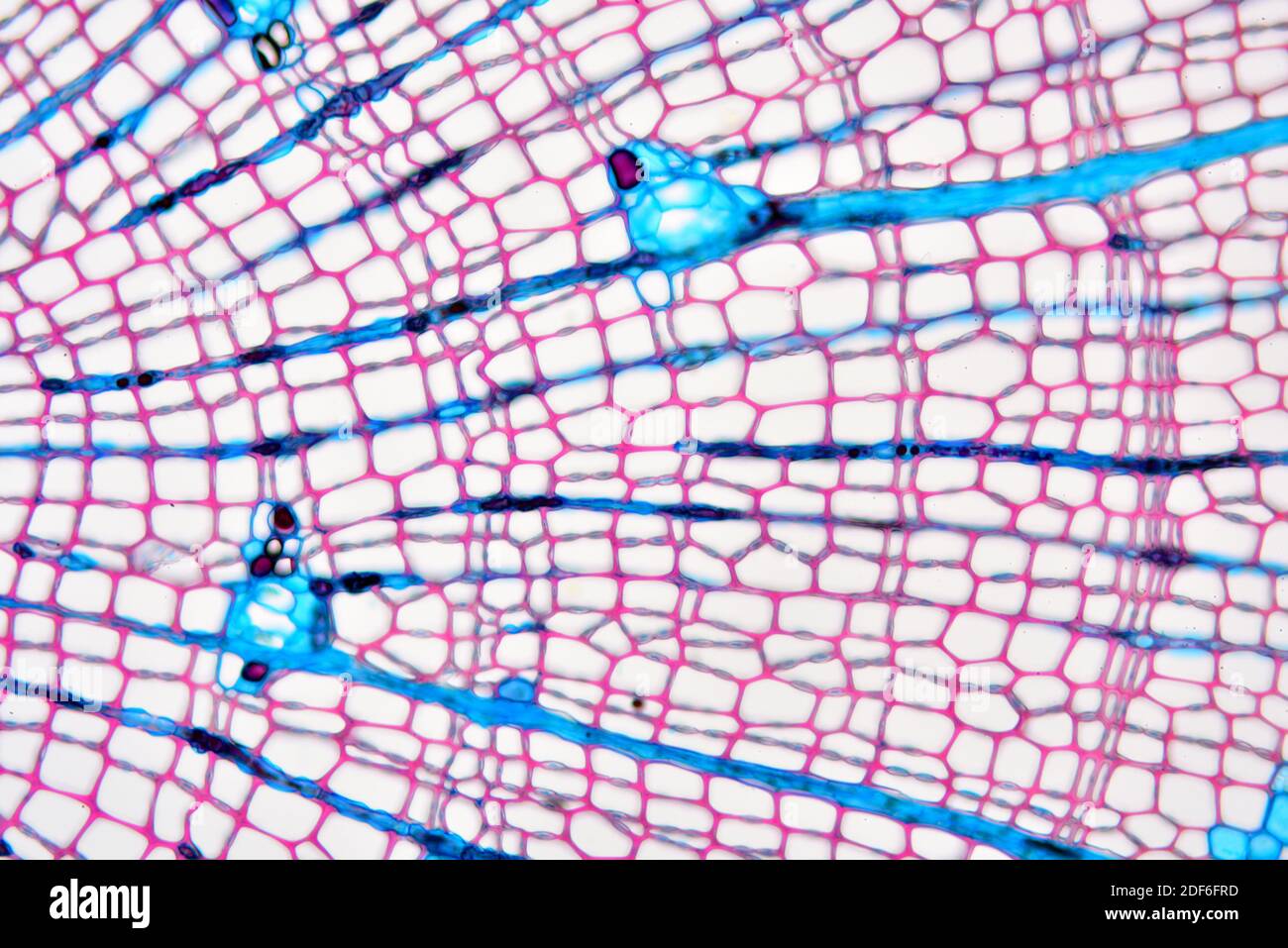 Pine (Pinus) root. Optical microscope X100. Stock Photo