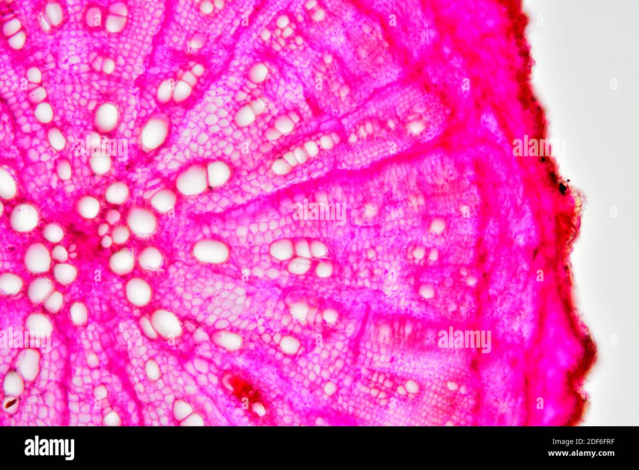 Eudicot root, cross section. Optical microscope X100. Stock Photo