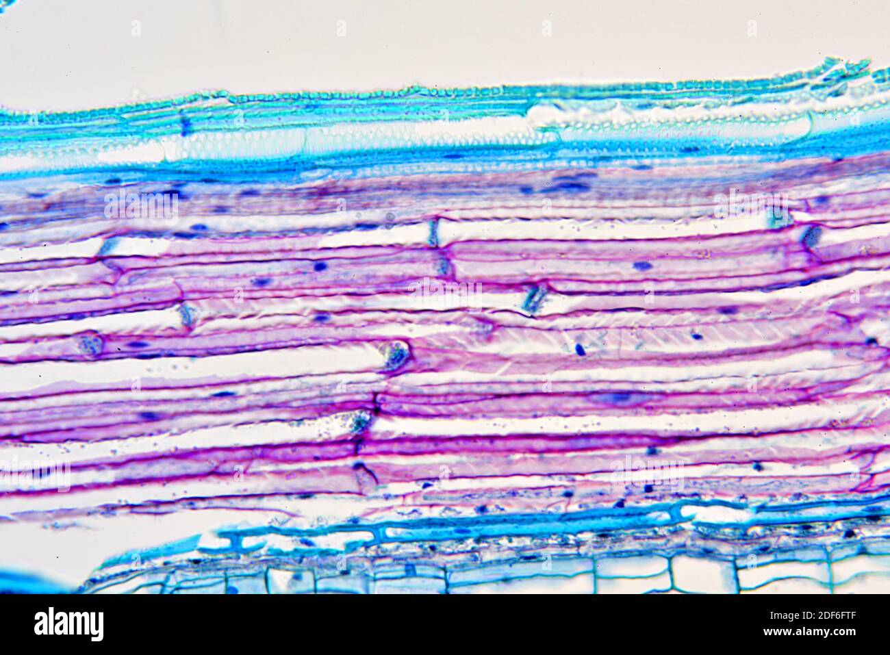 Sieve tube microscope hires stock photography and images Alamy