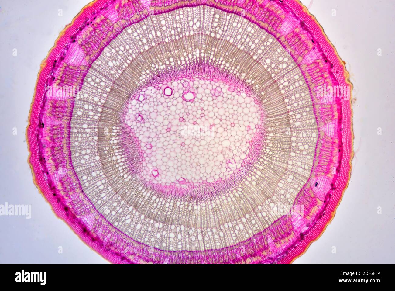 Eudicot stem of Tilia sp. showing annual growth rings (spring and summer), cuticle, epidermis, collenchyma, cortex, parenchyma, pith, phloem and Stock Photo