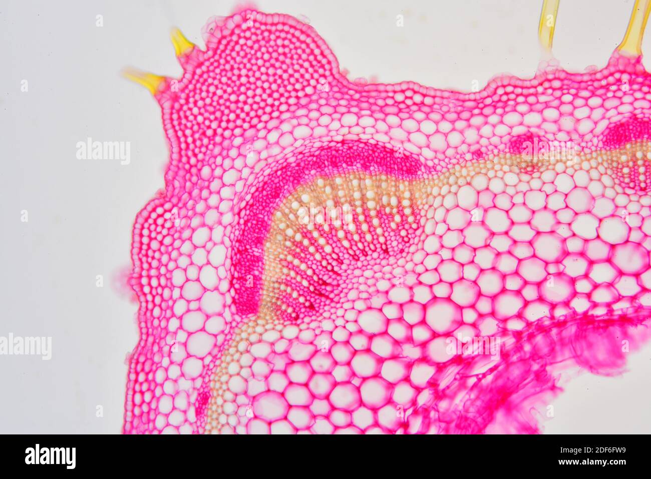 Eudicot stem of Lamiaceae plant showing epidermis, hairs, collenchyma, cortex, parenchyma, vascular bundles, phloem and xylem. Optical microscope Stock Photo