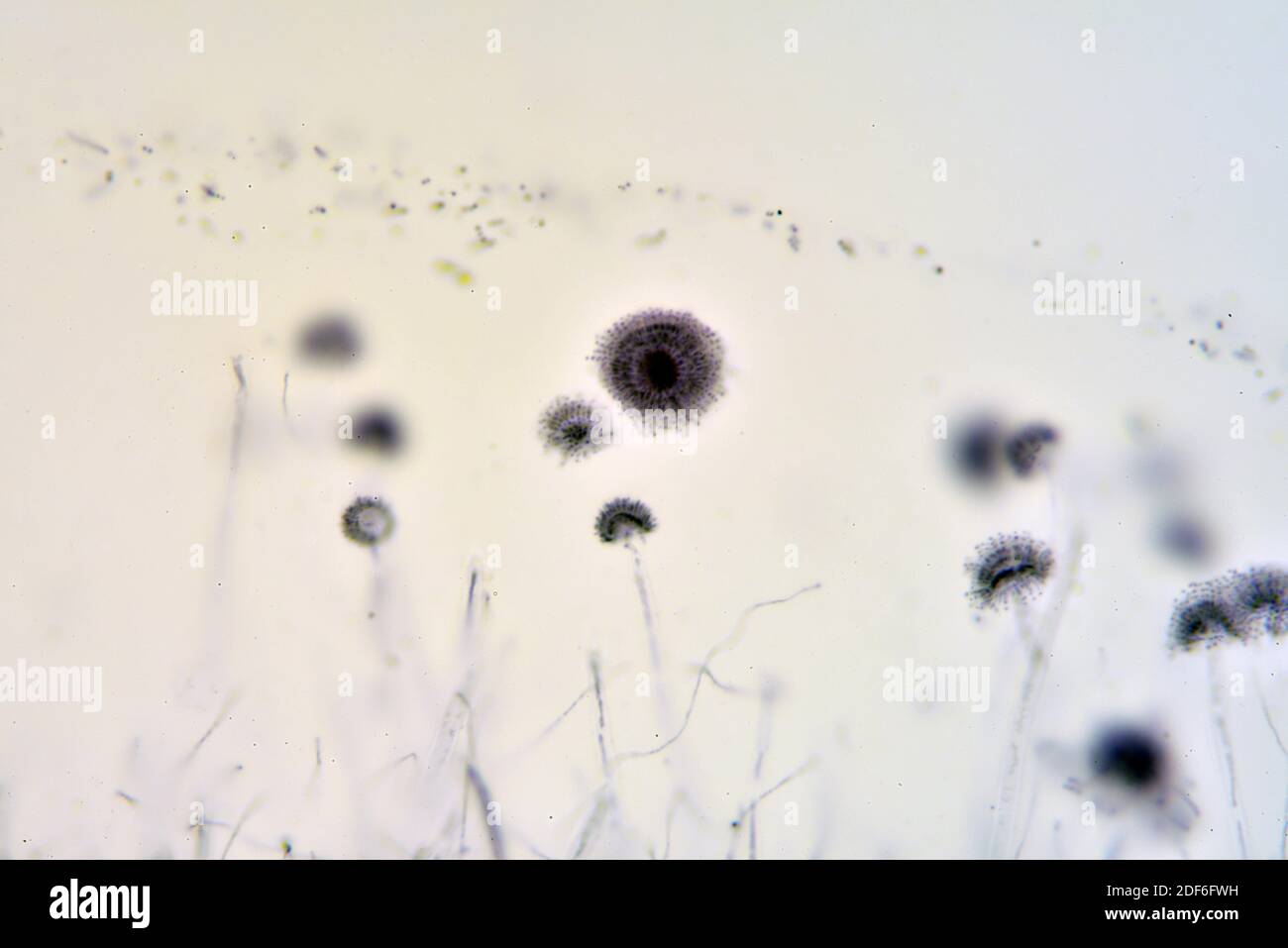Conidia of Aspergillus, an ascomycota fungi. Optical microscope X200. Stock Photo