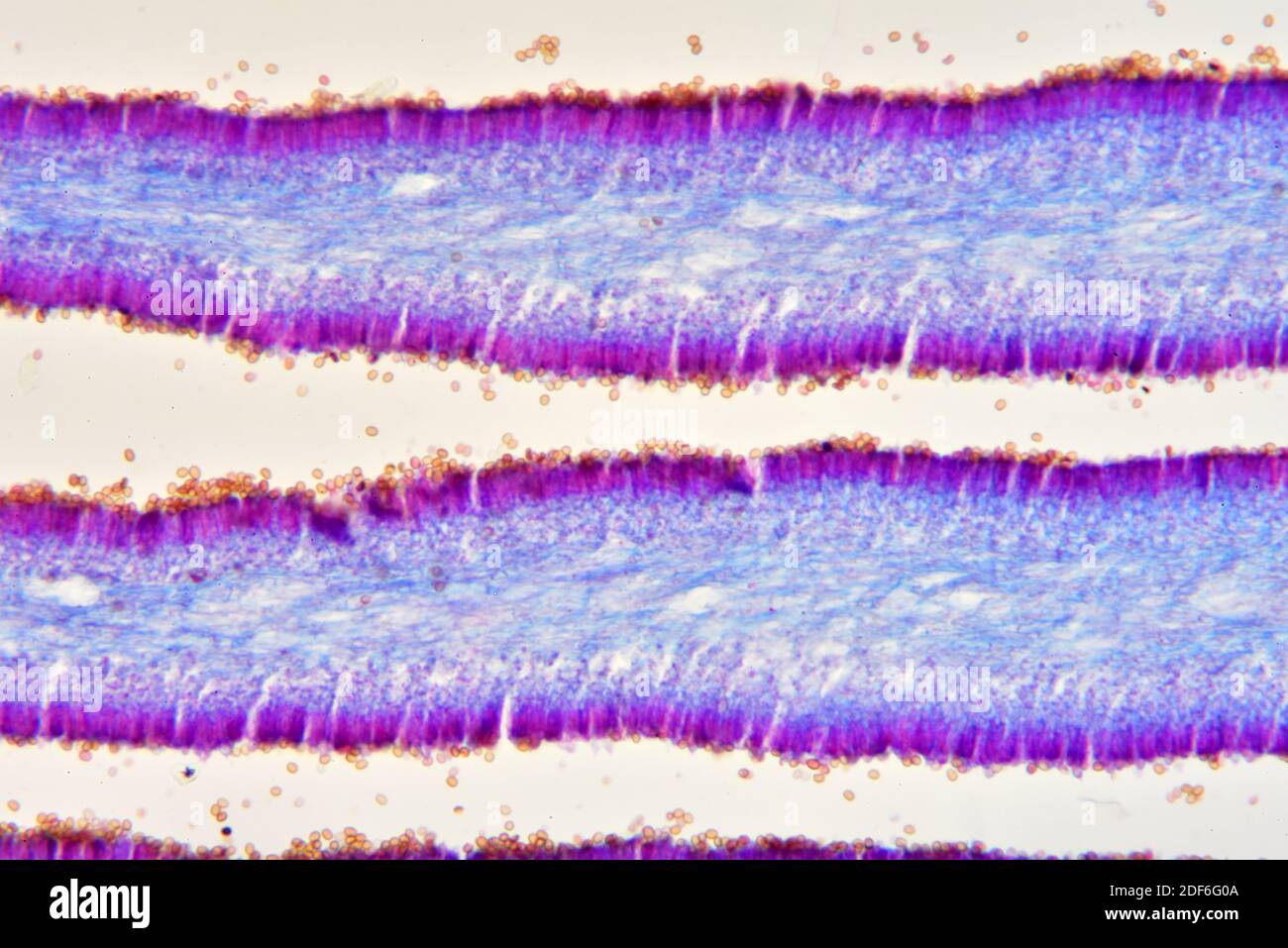 Psalliota gills with basidiospores. Optical microscope X200. Stock Photo