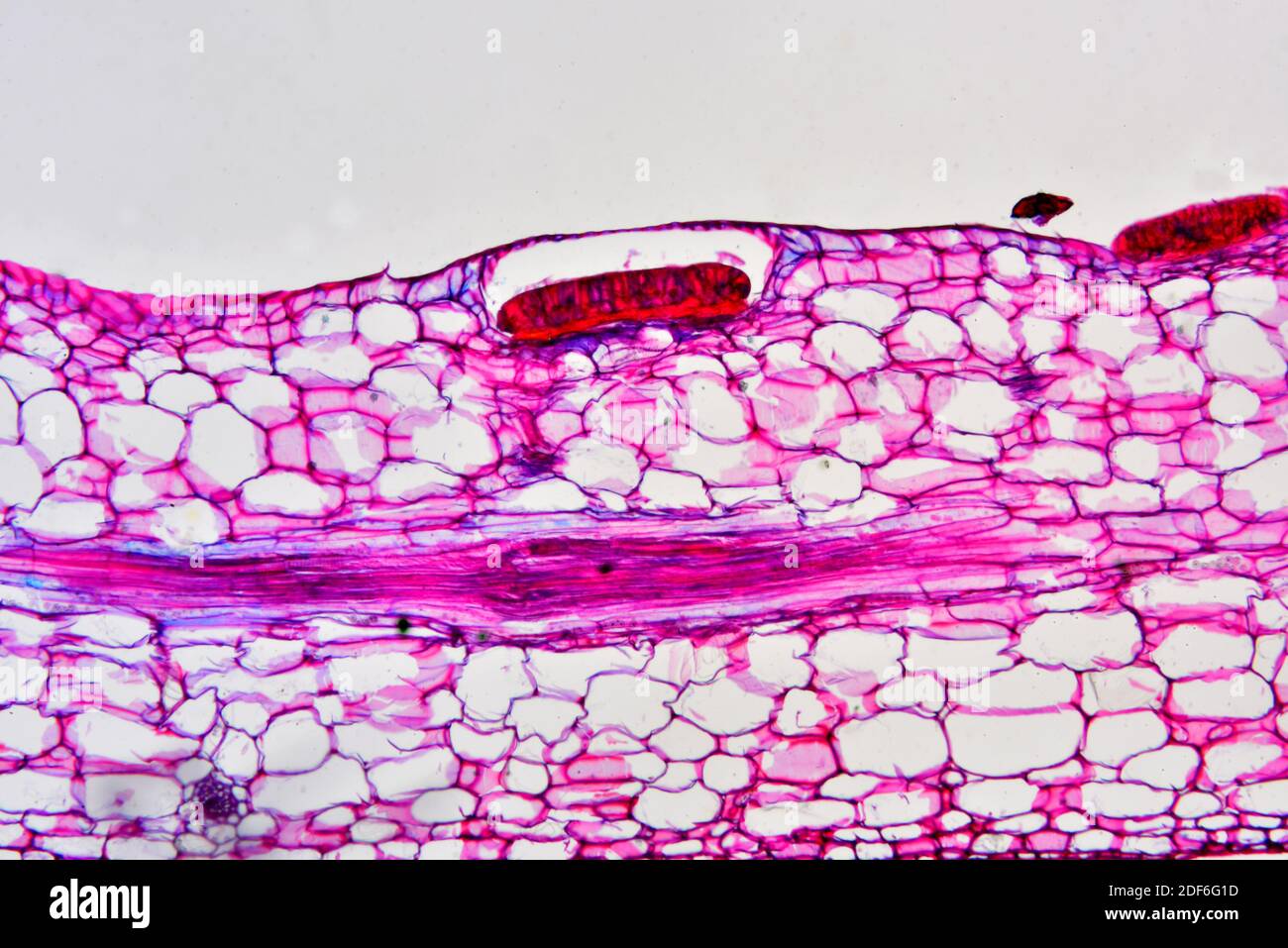 Nepenthes gland; pitcher plants (Nepenthes sp. ) are carnivorous plants. Optical microscope X100. Stock Photo