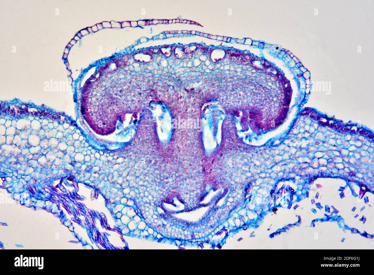 Female gamete hi-res stock photography and images - Alamy Female gamete hi-res stock photography and images - Alamy