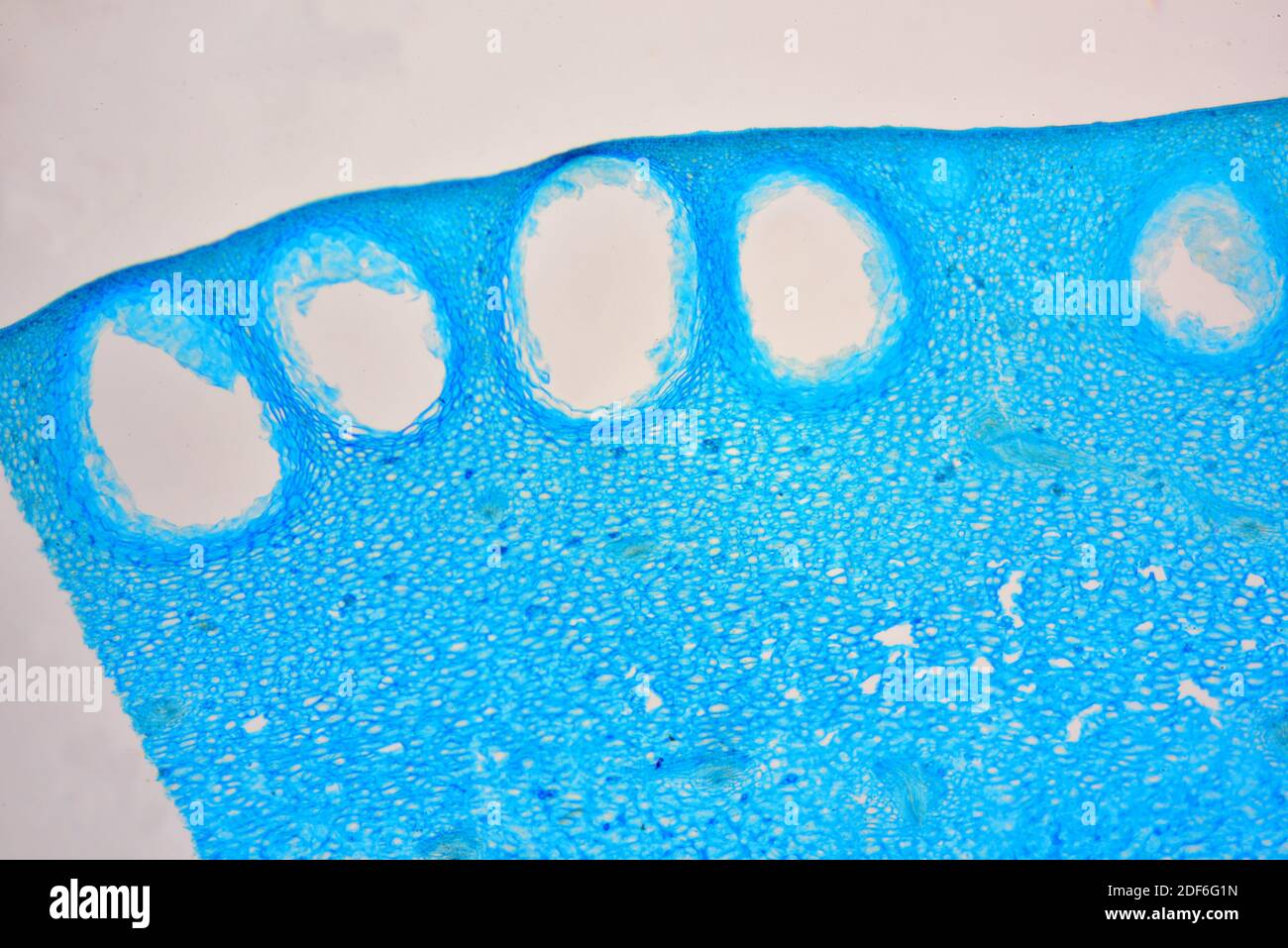 Citrus exocarp with oil glands. Optical microscope X40. Stock Photo