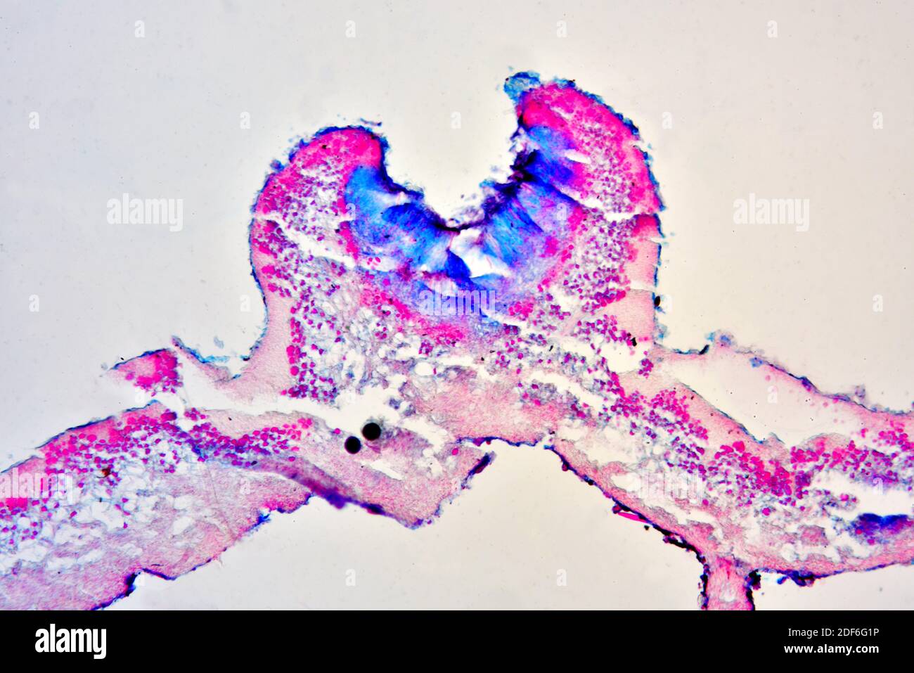 Thallus with algae in Physcia lichen. Optical microscope X100. Stock Photo