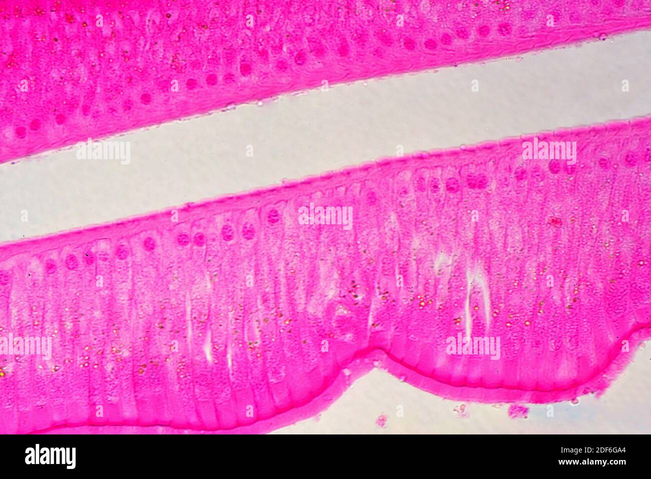 Simple columnar epithelium (Ascaris intestine). Optical microscope X400. Stock Photo