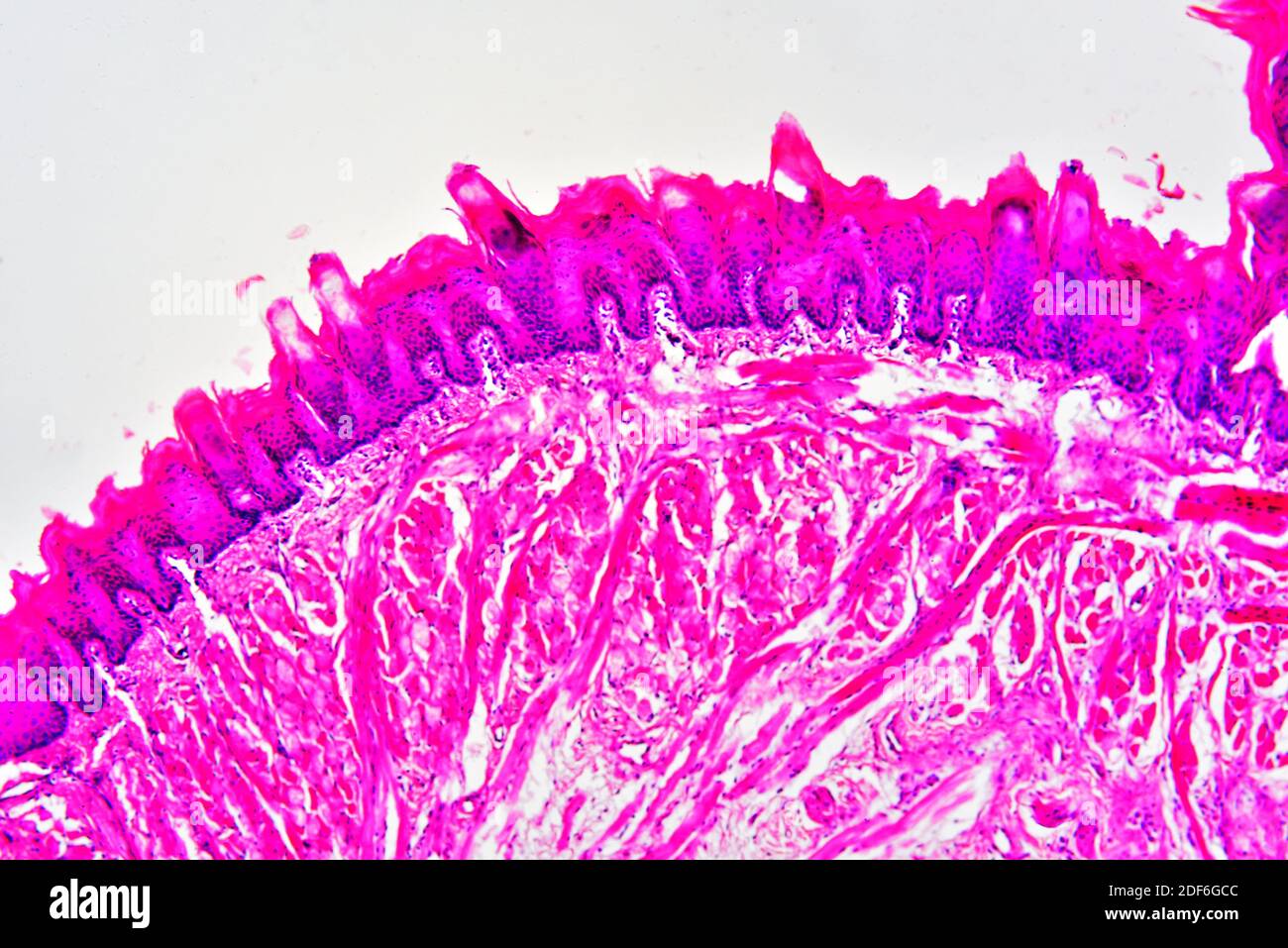 Tongue section showing lingual papillae, taste buds, striated muscles, gustatory glands and connective tissue. Optical microscope X100. Stock Photo
